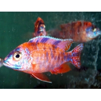 Aulonocara Calico red neon 6-7cm